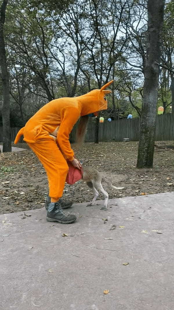 もしかしてお母さんだと思ってる？カンガルーの赤ちゃんがピョンピョン跳ねて後をついていくのは・・【アメリカ・動画】