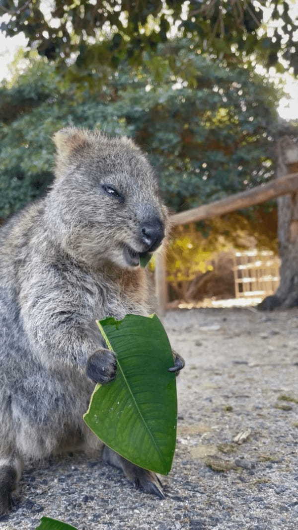 葉っぱをむしゃむしゃと食事中のクアッカワラビー。『世界一幸せな動物』と呼ばれるだけあって、ごはんを頬張る姿も幸せそう！！