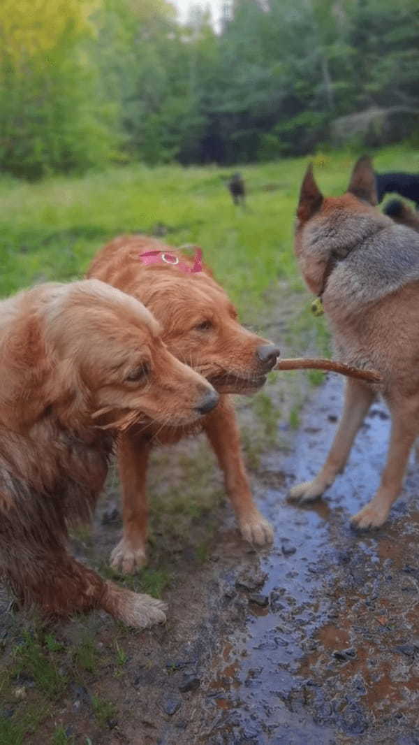 木の枝を取り合う犬たち。自分のだ！とみんな主張するように引っ張りあって離しません！！【海外・動画】