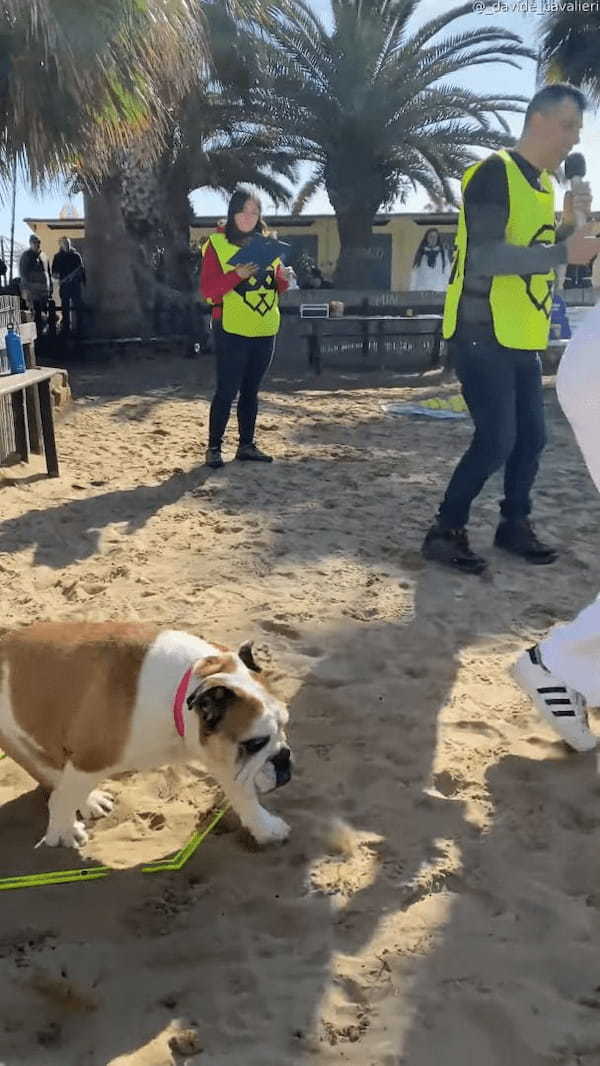 マイペースもここに極まれり？！障害物レースに挑んだブルドッグでしたが・・、飼い主さんもお手上げの事態に！？【海外・動画