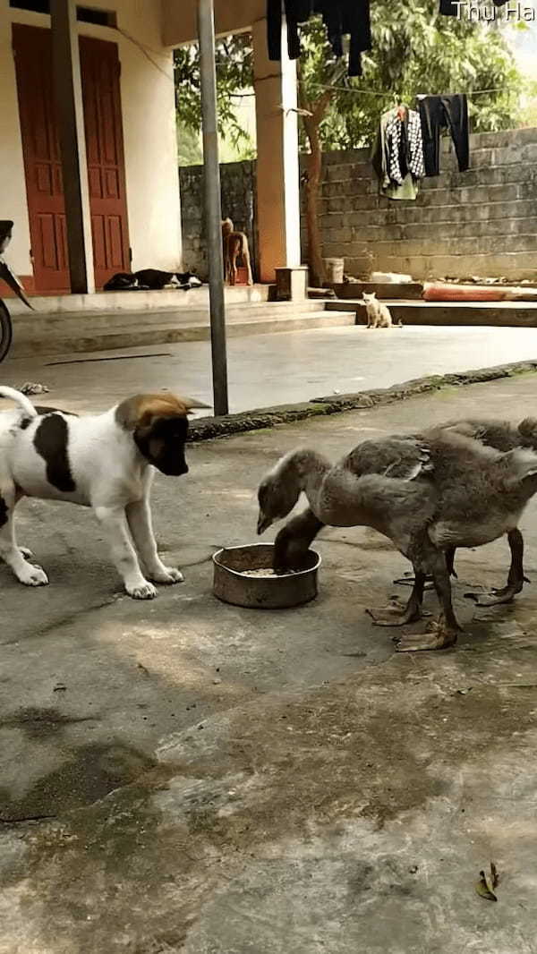 2羽のガチョウにごはんを狙われる子犬。「これは自分の！」と必死でアピールしますが・・