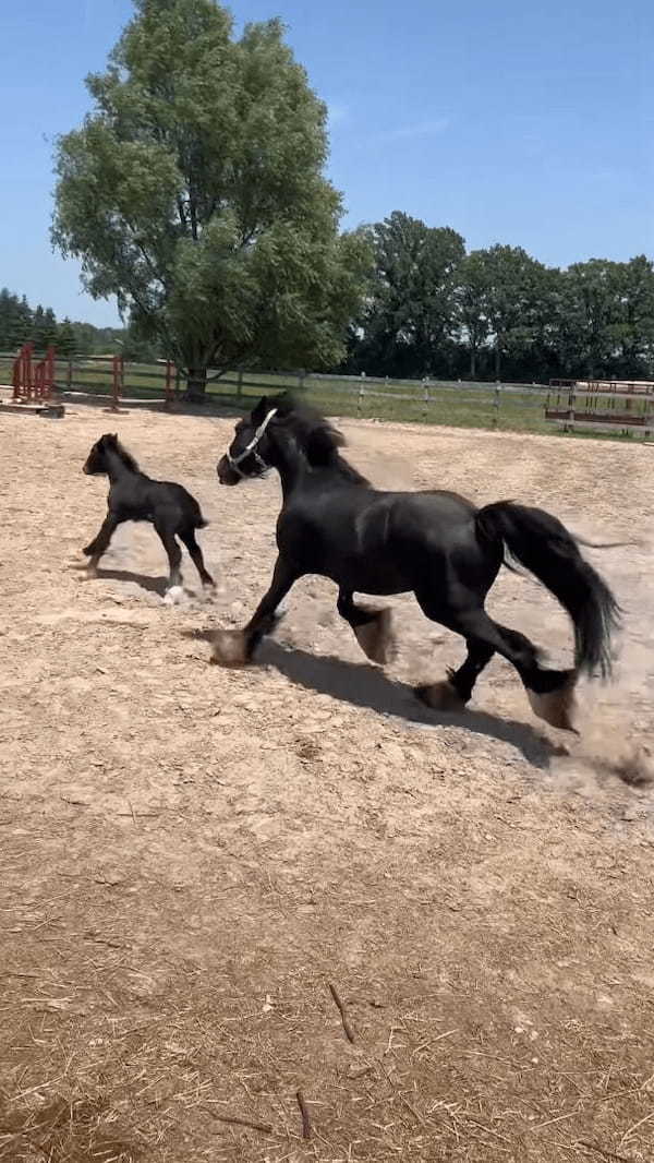 ハミを外してもらった子馬。ゴロンと寝転がったり元気いっぱい駆け回って自由を謳歌！！【海外・動画】