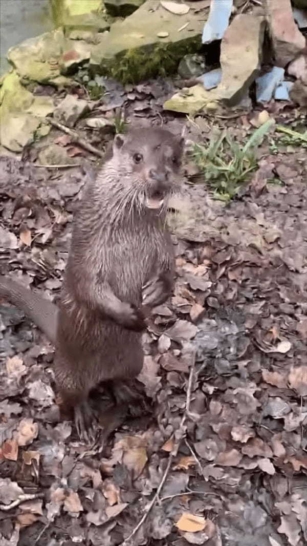 もしかして、このカワウソは飼育員さんの言葉を理解している？？飼育員さんが名前を呼んで話しかてみると・・！！【海外・動画】