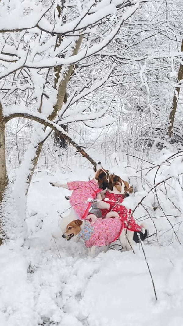 寒さに負けることなく木の枝を奪い合う犬たち。しかし、誰も勝利を手にすることはできないでしょう。なぜならその木の枝は・・