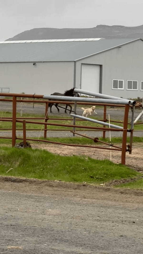 犬が自分より体の大きなお友達の馬を先導！お友達はその後を仲良くついて行きます【海外・動画】