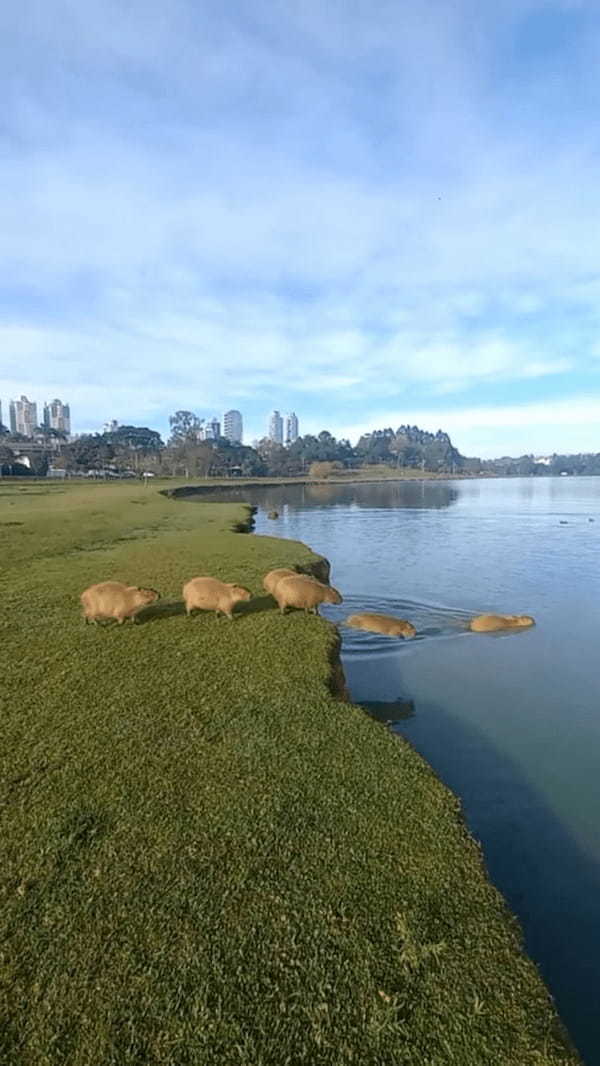 カピバラが行列を作って水へドボンと飛び込んでいく！ブラジルの公園で目撃されたかわいい光景【海外・動画】