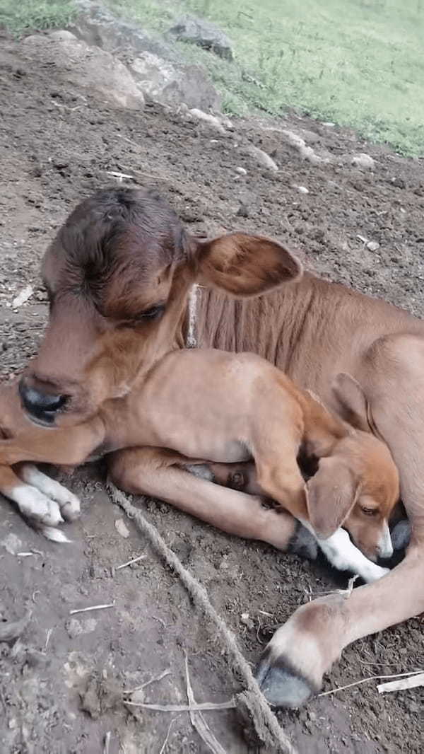 仔牛は保護された子犬が大好き！好きすぎるからかギュッと抱きしめたまま、離そうとしません！？【海外・動画】