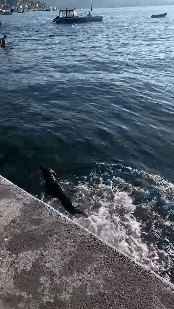 犬がチキンゲームで遊んでる！？転がしたボールが水中に落下するギリギリの瞬間・・【海外・動画】