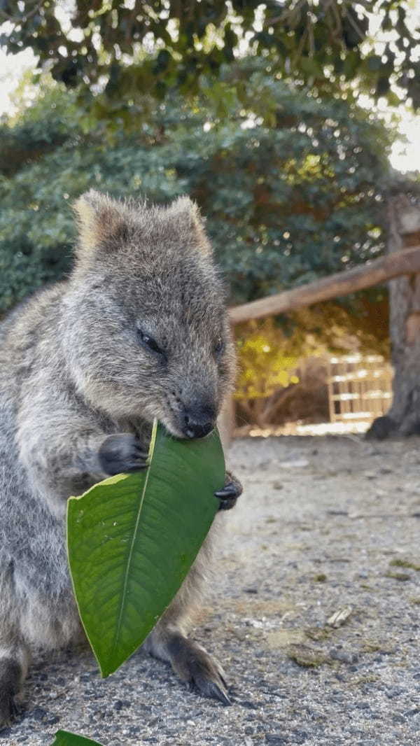 葉っぱをむしゃむしゃと食事中のクアッカワラビー。『世界一幸せな動物』と呼ばれるだけあって、ごはんを頬張る姿も幸せそう！！