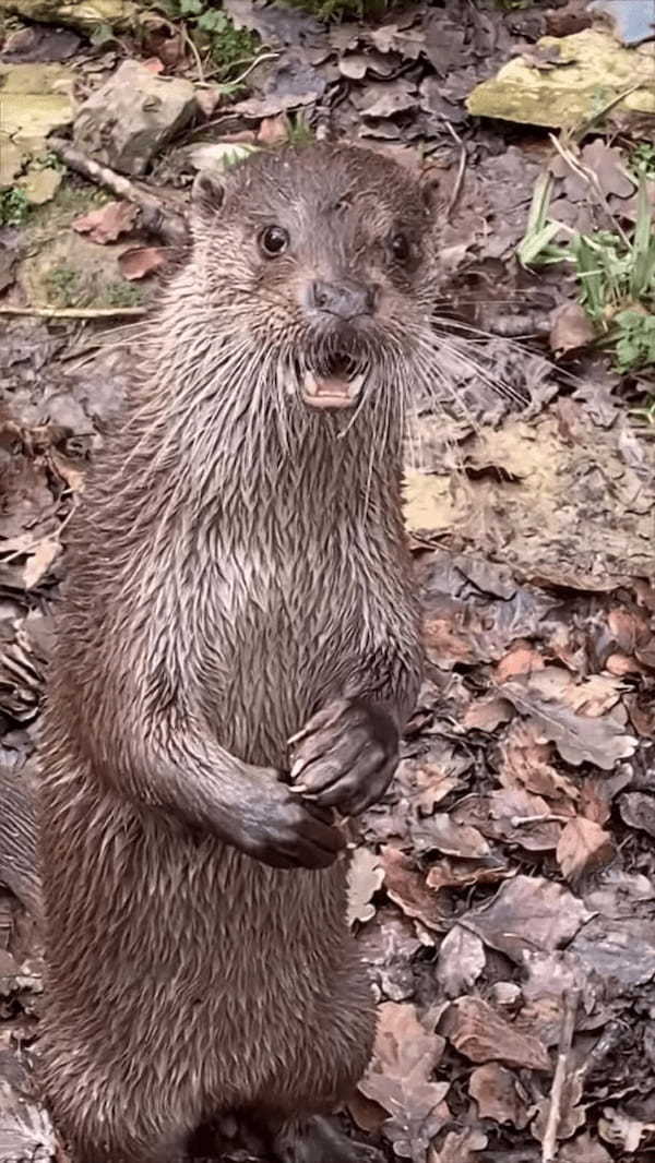 もしかして、このカワウソは飼育員さんの言葉を理解している？？飼育員さんが名前を呼んで話しかてみると・・！！【海外・動画】