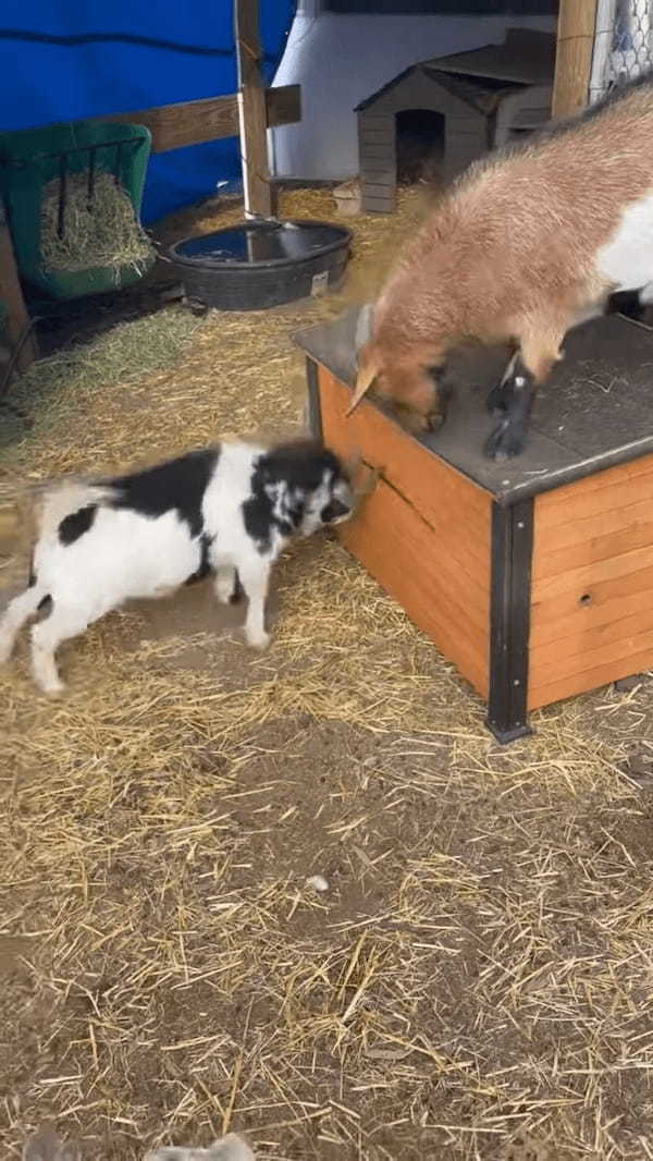 小屋を巡ってパワフルな争いをする子ヤギたち。見かねて止めに入りますが・・【アメリカ・動画】