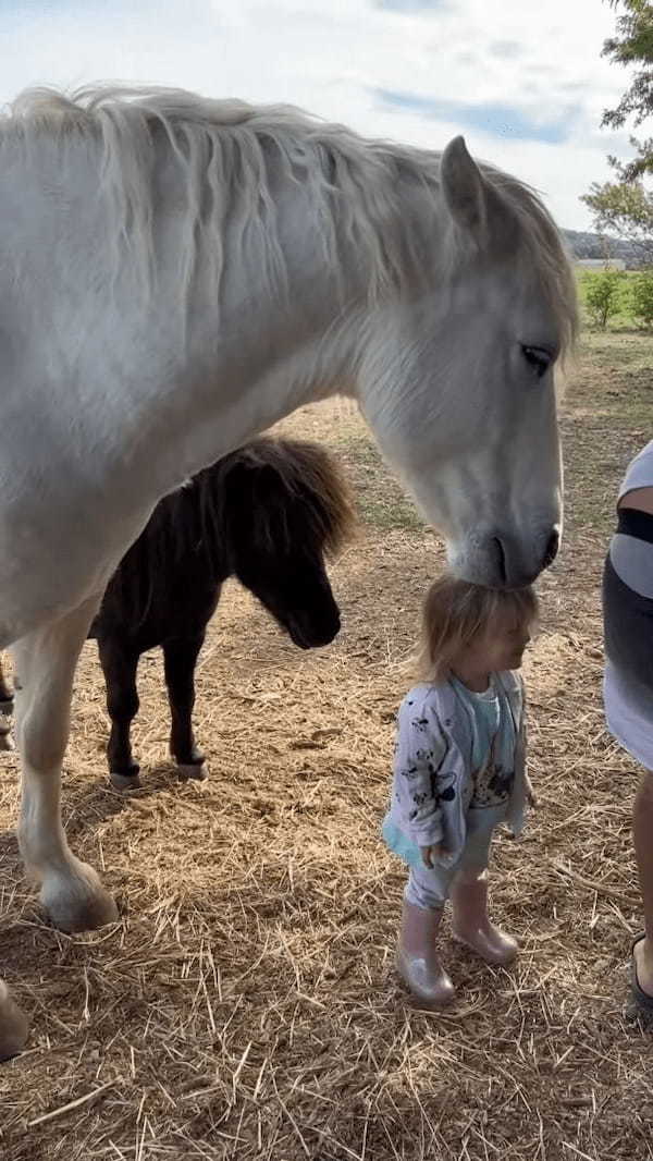 白馬に髪の毛をムシャムシャされて喜ぶ幼い女の子。この反応に、白馬は女の子をさらに喜ばせたくなったみたい！！【海外・動画】