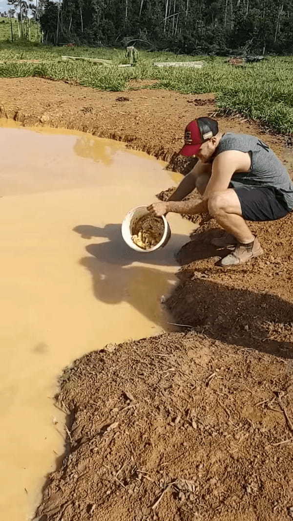 生まれて初めて水に飛び込むカルガモのヒナたち。その姿を見て、お母さんも迎えにやって来ましたよ！