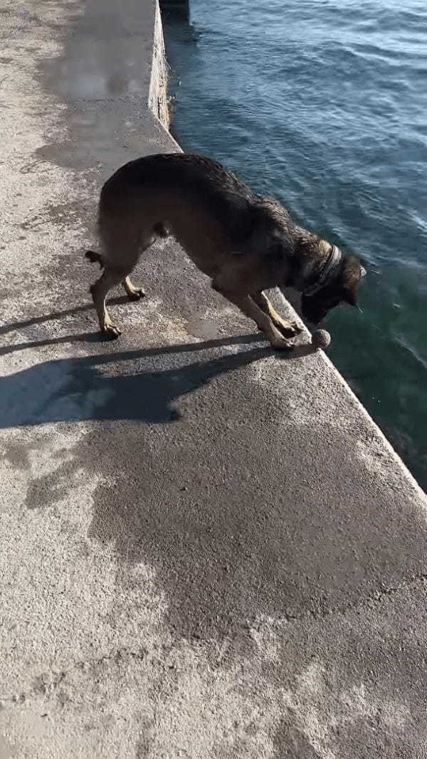 犬がチキンゲームで遊んでる！？転がしたボールが水中に落下するギリギリの瞬間・・【海外・動画】