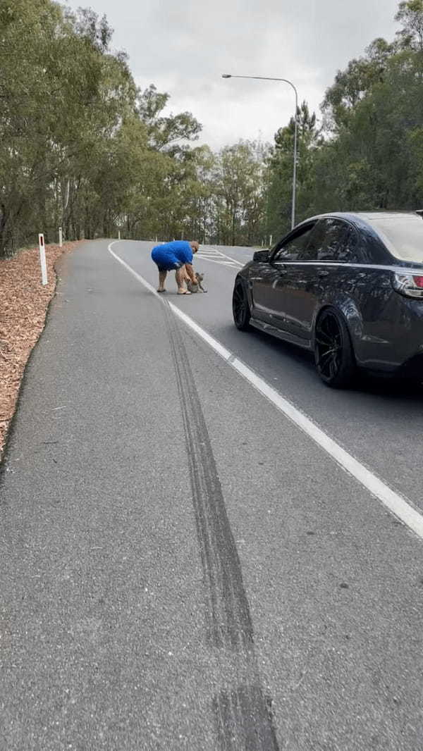 道路の真ん中に座り込んでいたのは、オーストラリアを代表する『あの動物』！？男性に促されて渋々移動し始めたその動物とは・・【海外・動画】