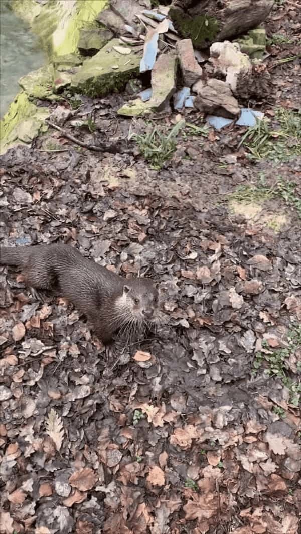 もしかして、このカワウソは飼育員さんの言葉を理解している？？飼育員さんが名前を呼んで話しかてみると・・！！【海外・動画】