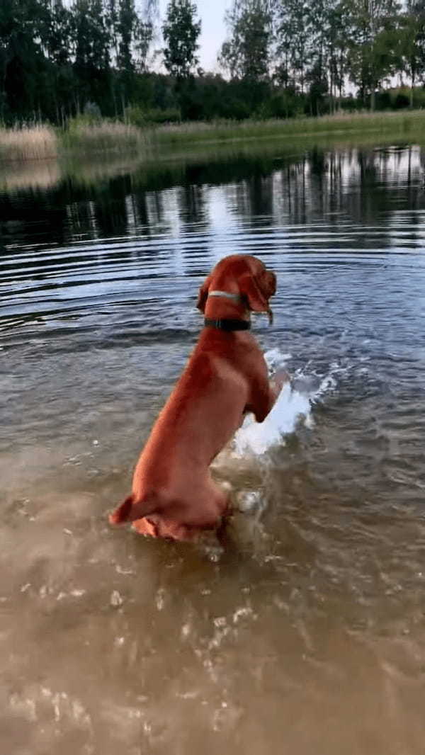 泳ぐ前のウォーミングアップに余念がない犬。前足でバシャバシャと水を掻いて体をしっかり準備！！【海外・動画】