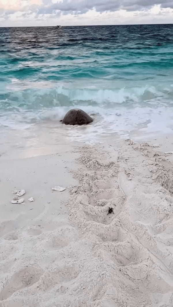 母子のように見えるけど・・。産卵を終え、海に戻っていくウミガメの後ろを付いていく孵ったばかりのカメの赤ちゃん