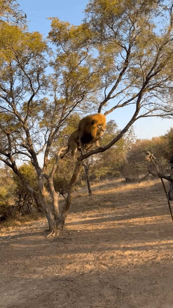 木に飛び乗ったライオン。さすがはネコ科の動物、スイスイとあっという間に登っていきます！！【海外・動画】