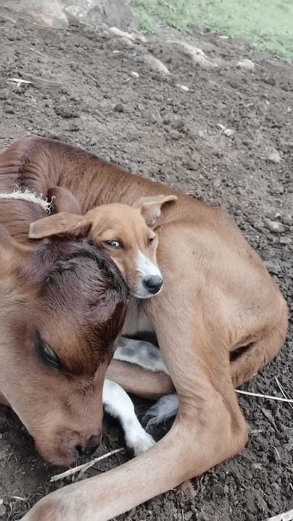 仔牛は保護された子犬が大好き！好きすぎるからかギュッと抱きしめたまま、離そうとしません！？【海外・動画】