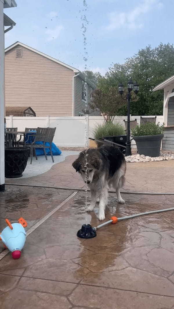 何度打ち上げても墜落する水を使ったロケットのオモチャ。その墜落原因は愛犬！？！？【アメリカ・動画】