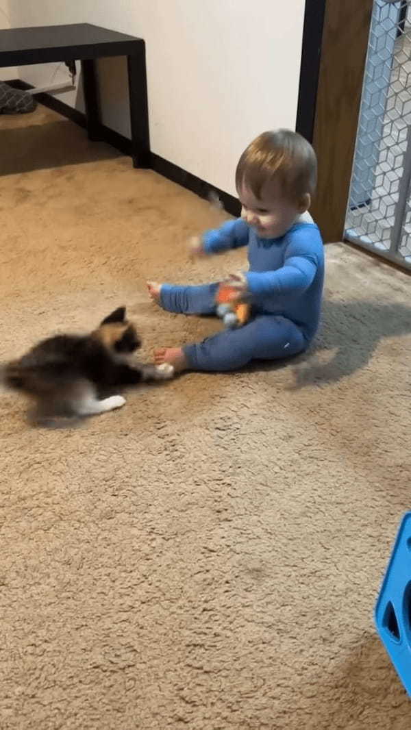 オモチャで遊ぶ赤ちゃんと子猫。幼いコンビが猫じゃらしをめぐってわちゃわちゃ！！【アメリカ・動画】