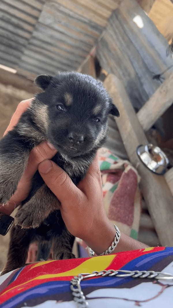 子犬になんとかお薬を飲んでもらった結果。飲み込んでくれたのでこれで一安心と思いきや・・！！【海外・動画】