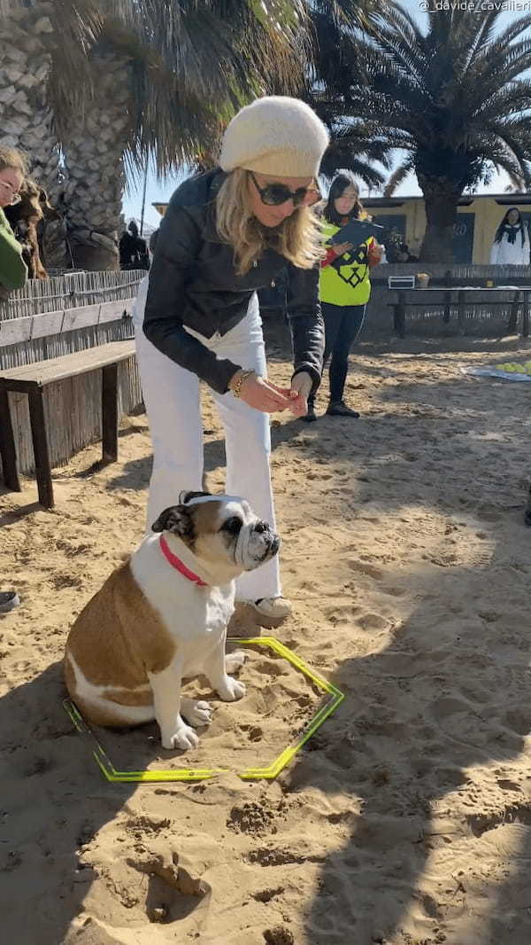 マイペースもここに極まれり？！障害物レースに挑んだブルドッグでしたが・・、飼い主さんもお手上げの事態に！？【海外・動画