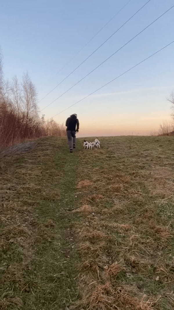 キレイな一直線に並んで丘を駆けていく犬たち。振り返るとビックリ、4匹が『あるもの』を仲良く口にくわえて走っていました！！【海外・動画】