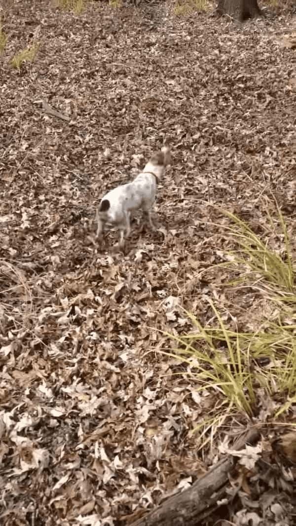 え！？どういう事！？大木を切ったら中から犬が出てきた！！