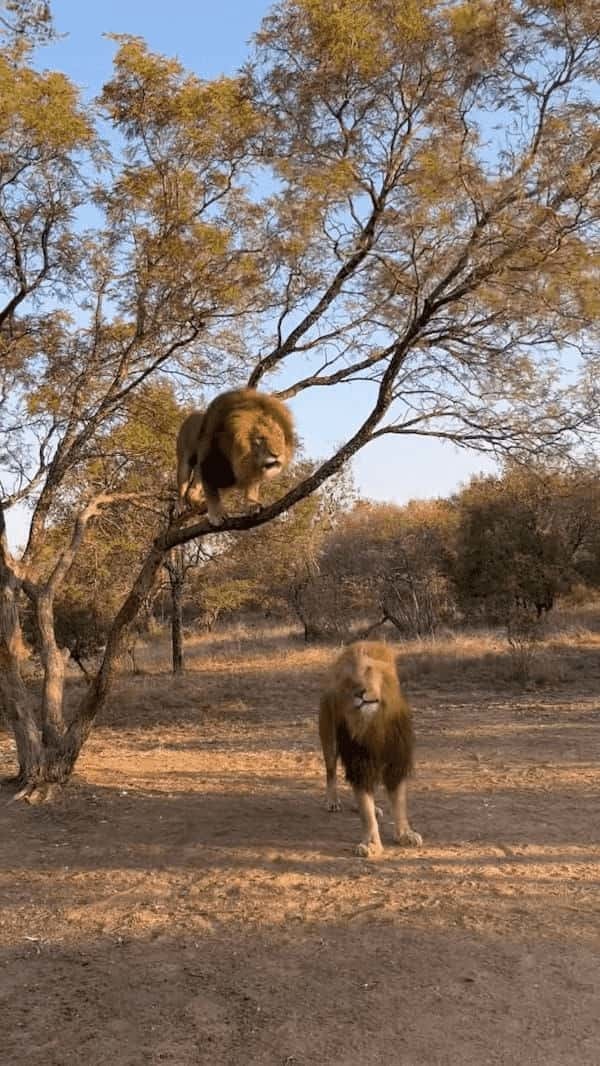 木に飛び乗ったライオン。さすがはネコ科の動物、スイスイとあっという間に登っていきます！！【海外・動画】