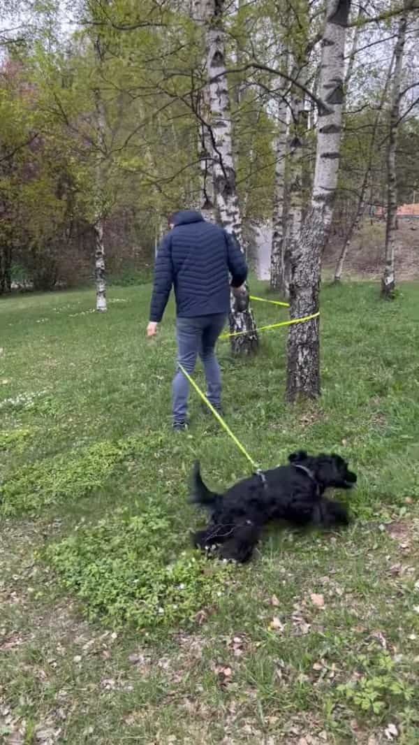 木に絡まりかけたリードを握り直そうとしたら・・。元気いっぱいに駆け回る愛犬に動きを封じられてしまいました！【海外・動画】