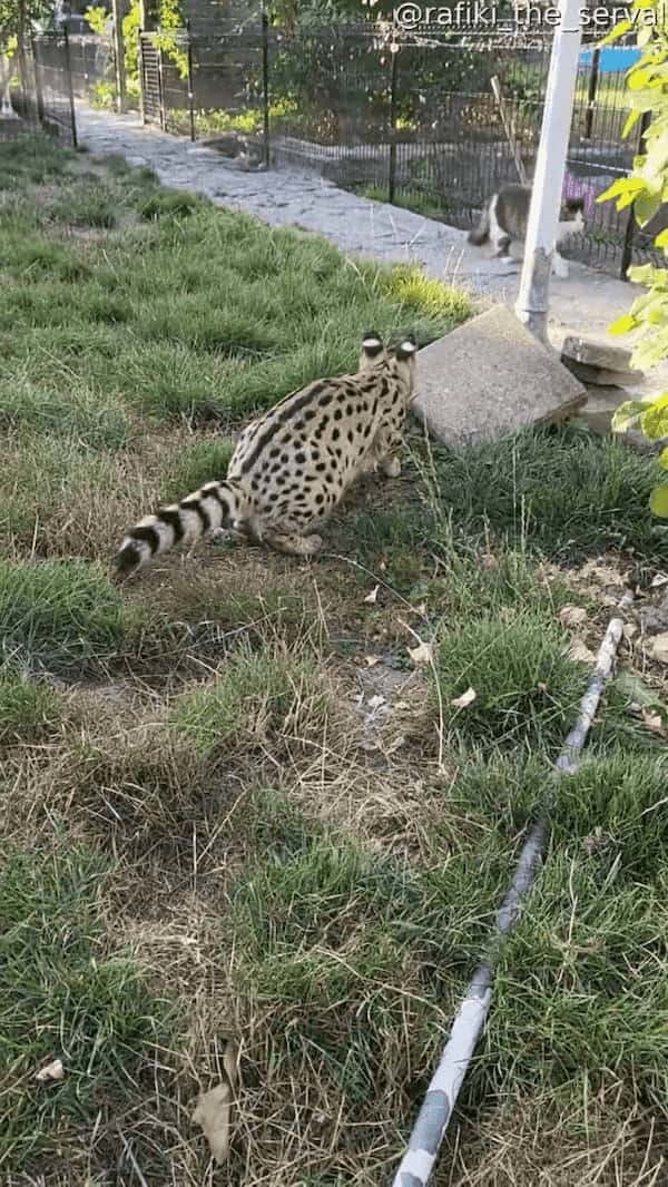 向こうからやって来る猫をワッ！と驚かそうとしたサーバルキャット。ところが猫から返ってきたリアクションは・・【海外・動画】