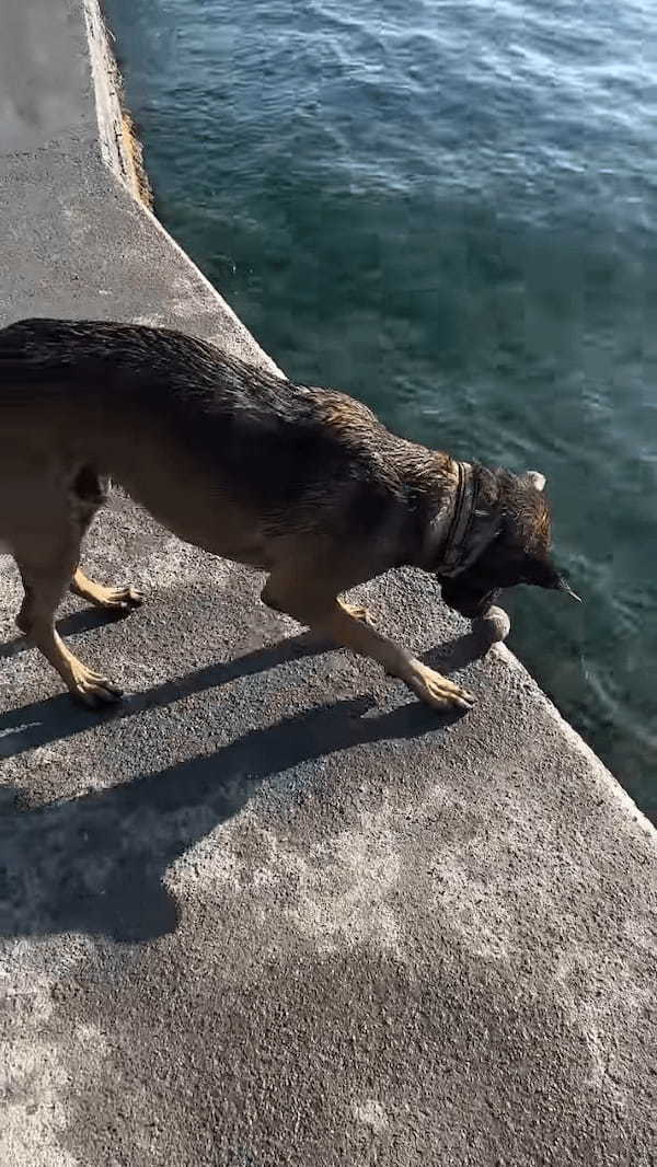 犬がチキンゲームで遊んでる！？転がしたボールが水中に落下するギリギリの瞬間・・【海外・動画】