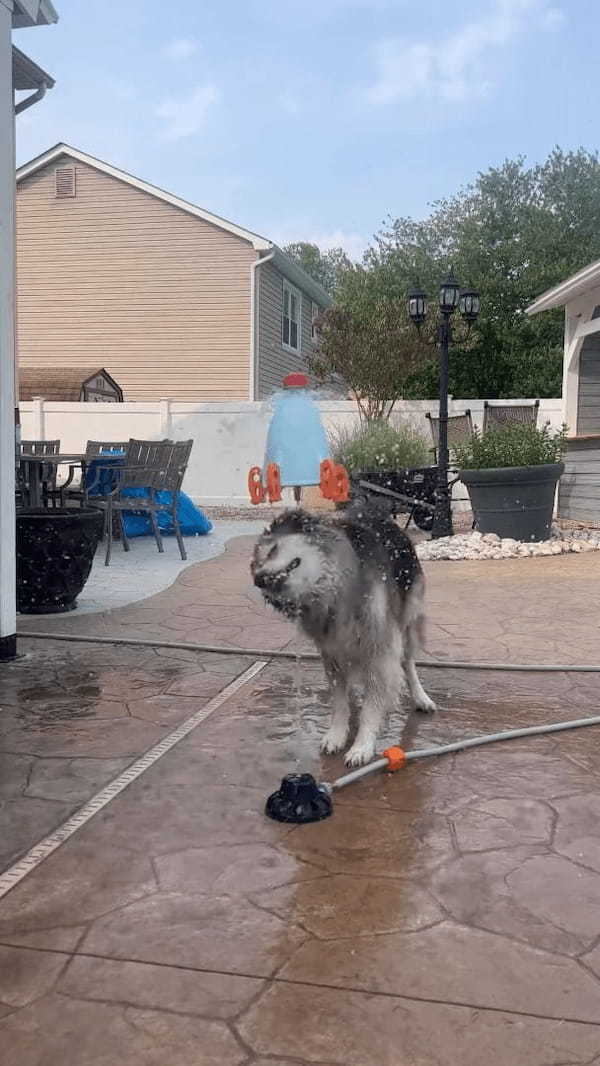 何度打ち上げても墜落する水を使ったロケットのオモチャ。その墜落原因は愛犬！？！？【アメリカ・動画】