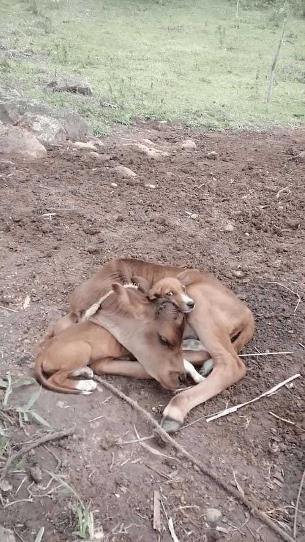 仔牛は保護された子犬が大好き！好きすぎるからかギュッと抱きしめたまま、離そうとしません！？【海外・動画】