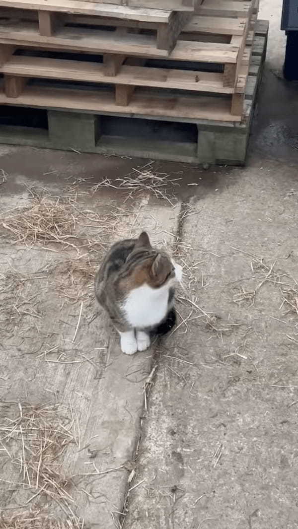 頭をスリスリ寄せて甘える猫。そのお相手は・・、自分よりも体がずっと大きなお友達です！！【海外・動画】