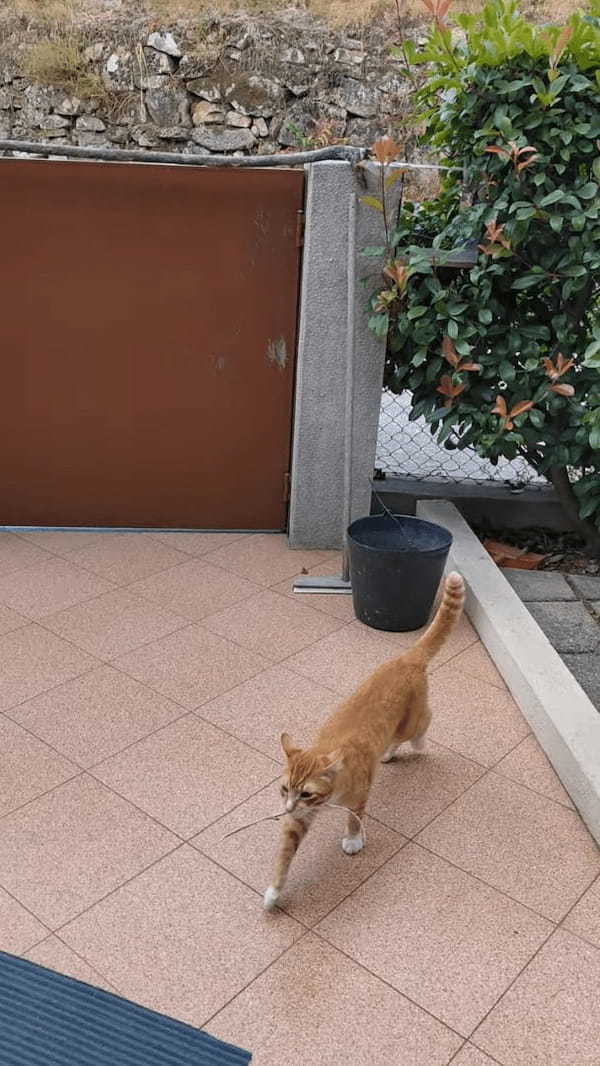 この猫なんだか犬みたい？木の枝を投げてもらってはダッシュで拾いに行きます！！