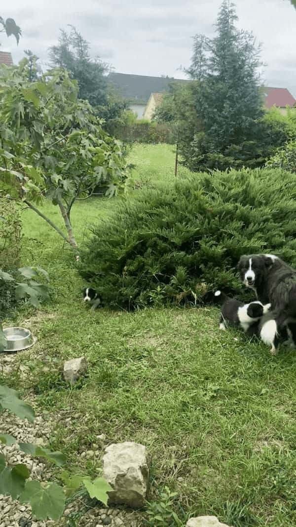 大好きなミルクの時間。お腹を空かせたボーダーコリーの子犬たちは茂みからぞろぞろと出てきます！【海外・動画】