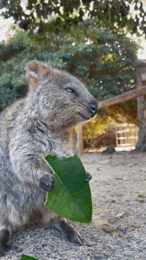 葉っぱをむしゃむしゃと食事中のクアッカワラビー。『世界一幸せな動物』と呼ばれるだけあって、ごはんを頬張る姿も幸せそう！！