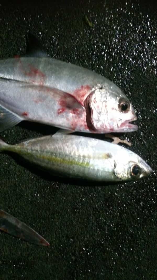 【連載】マアジの居ない地域で堤防アジング！ええ、釣れたから食べます！