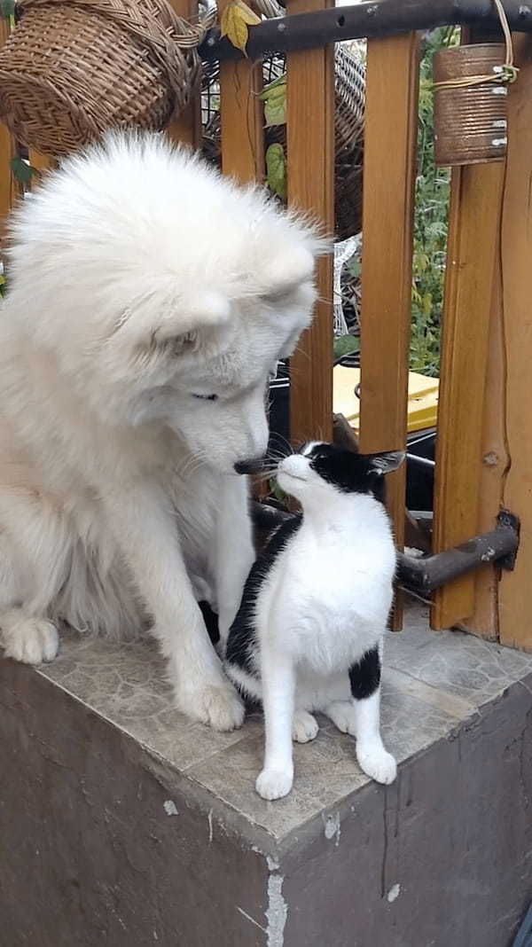 仲良しだという犬と猫。猫をもっとグルーミングしようと目一杯引き寄せる犬ですが・・、これには猫も困った？？【海外・動画】