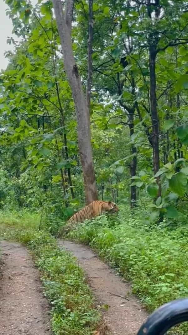 マーキング？それとも爪研ぎ中？道の脇にある巨木に、なんと『巨大な虎』が抱きついていたのです！！