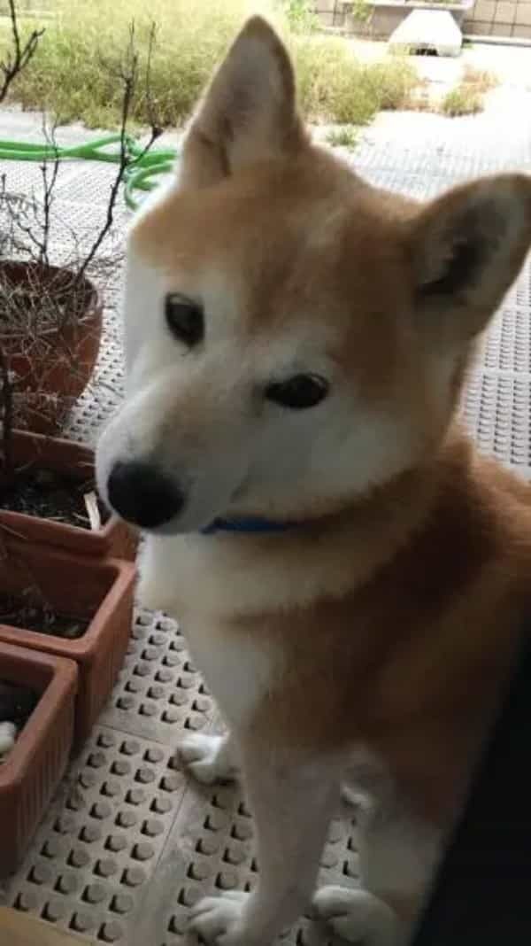 草生えたならぬ犬生えた　まるで猫のように鉢の中でくつろぐ柴ワンコ