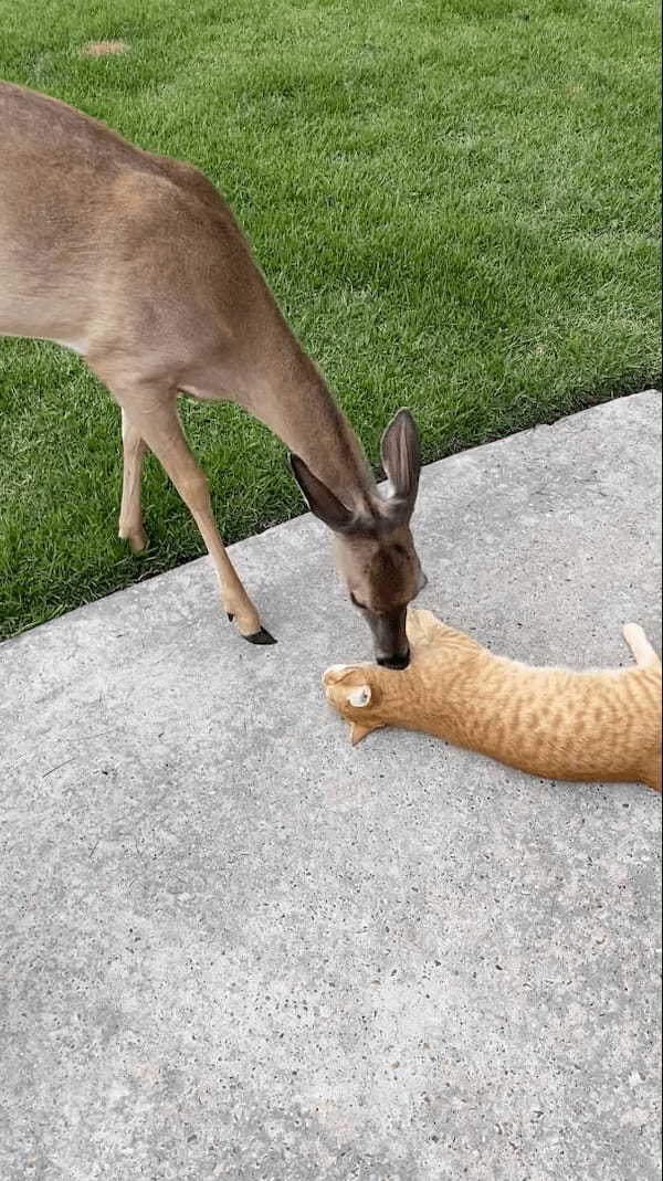 地面にゴロゴロ寝転がっている猫をグルーミングするのは、なんと『あの動物』！毎日やってくるというその親友の正体は・・！？【アメリカ・動画】