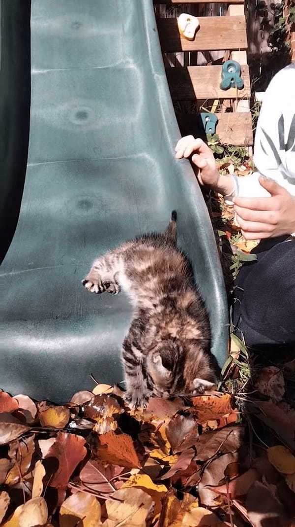 初めて外に出た生後8週間の子猫。庭にあるすべり台を滑って木の葉のカーペットにダイブするのが気に入ったみたいです！！【海外・動画】