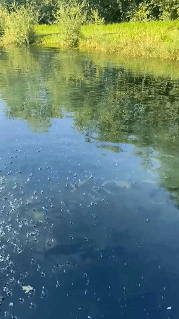 トンデモナイ数にビックリ！！静かな池に向かって魚の餌を撒いてみたら・・、その直後に池の様子が一転しました！！【海外・動画】