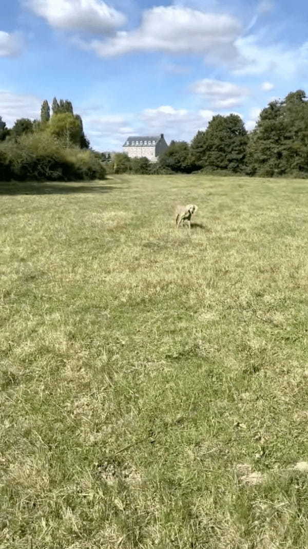 愛犬のために木の枝を川に向けて投げた女性。しかし、女性は知らなかったのです、その隣にいる男性がリードを握っていたことを【海外・動画】