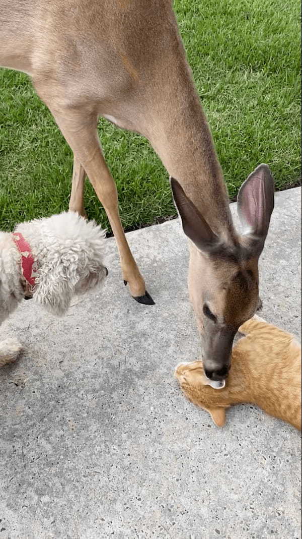 地面にゴロゴロ寝転がっている猫をグルーミングするのは、なんと『あの動物』！毎日やってくるというその親友の正体は・・！？【アメリカ・動画】