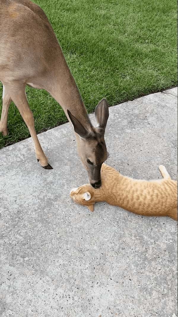 地面にゴロゴロ寝転がっている猫をグルーミングするのは、なんと『あの動物』！毎日やってくるというその親友の正体は・・！？【アメリカ・動画】